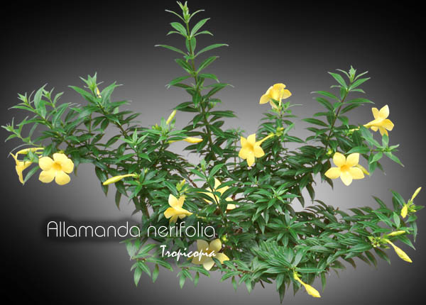 Fleur - Allamanda nerifolia - Trompette d'or - Golden Trumpet